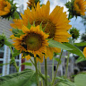 Meet your Posher, Alang